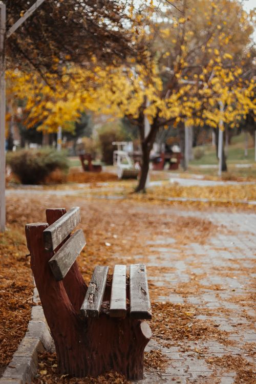 Free Wooden bench in a peaceful park during fall in Turhal, Türkiye. Stock Photo