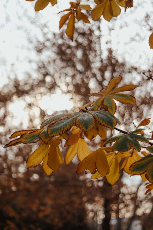 Close-up of a Chestnut Tree in Autumn 