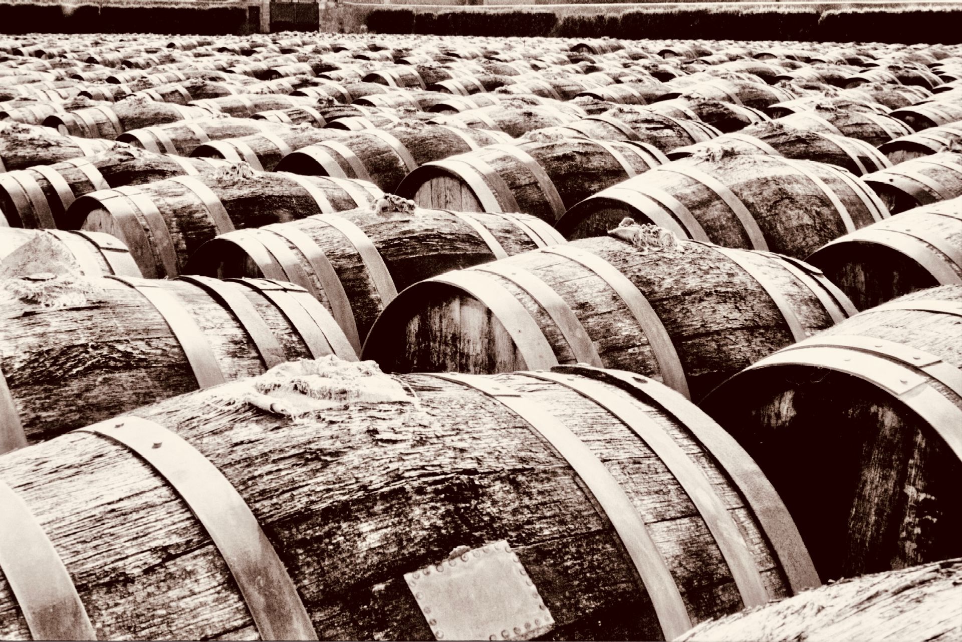 Rows of oak casks in a cellar, brandy aging in wood