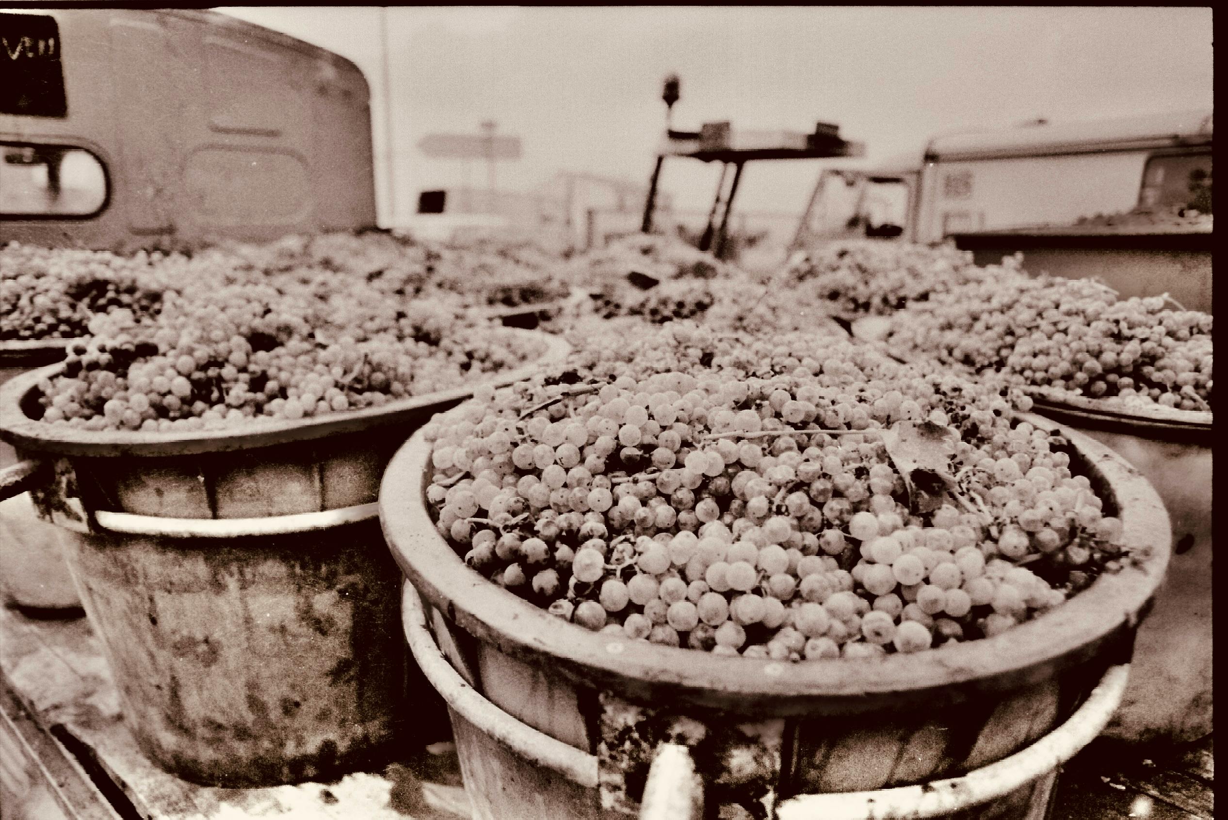 Grapes Farming Photos, Download The BEST Free Grapes Farming Stock