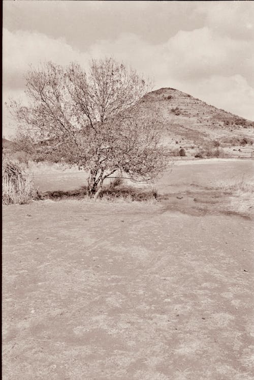 ağaç, analog fotoğrafçılık, bağbozumu içeren Ücretsiz stok fotoğraf