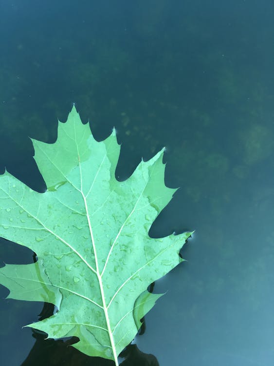 Free stock photo of big leaf, calm waters, glassy water