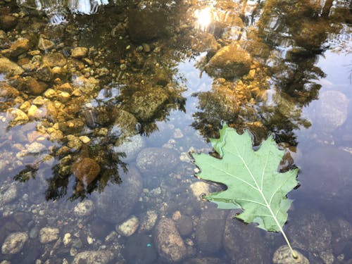 Gratis stockfoto met blad op meer, blad op water, bladeren zweven