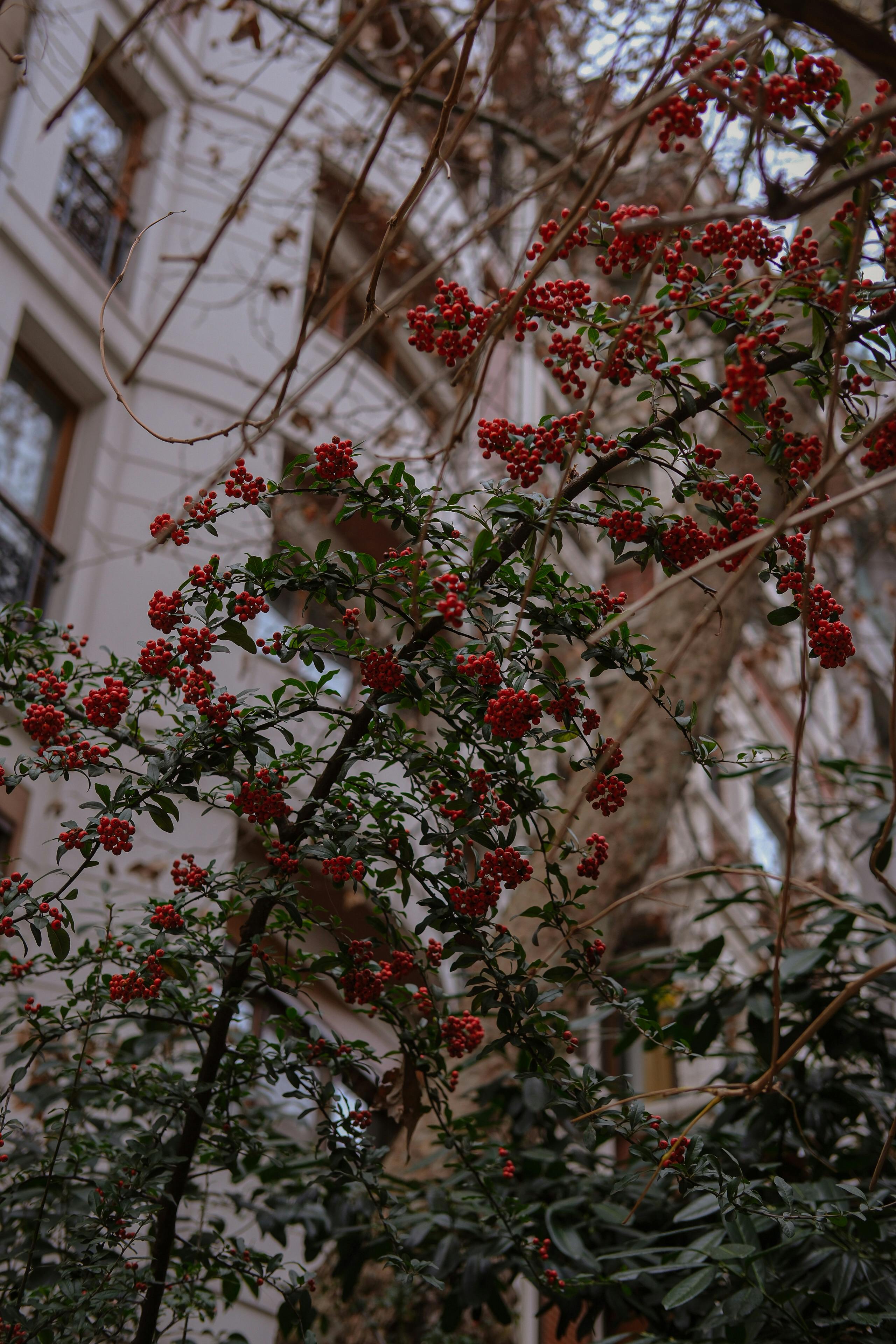 a red bush with berries in front of a building