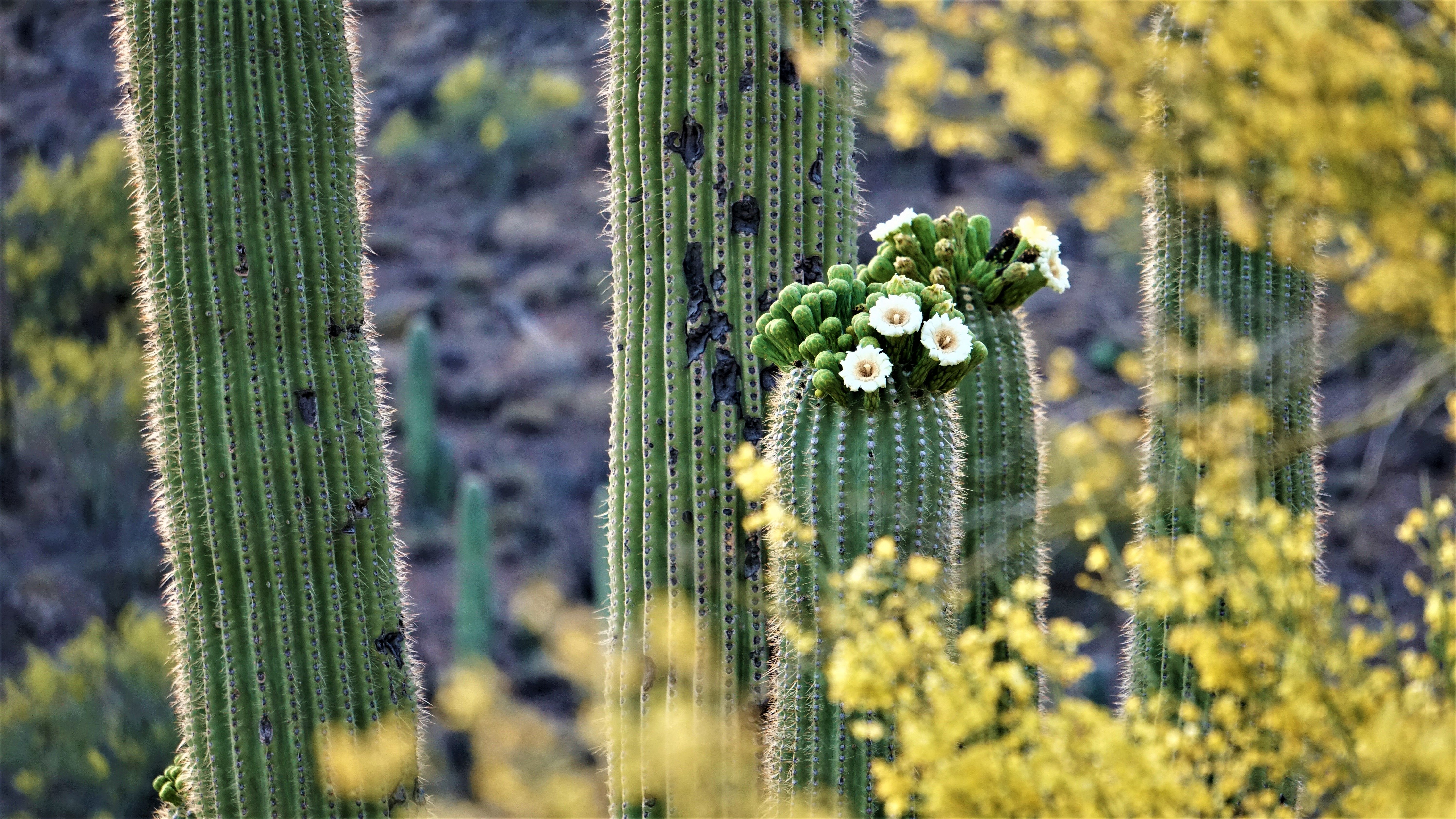 White flowers blooming on the crown of a giant saguaro cactus, Saguaro National Park