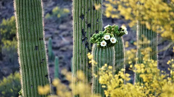 White flowers blooming on the crown of a giant saguaro cactus, Saguaro National Park