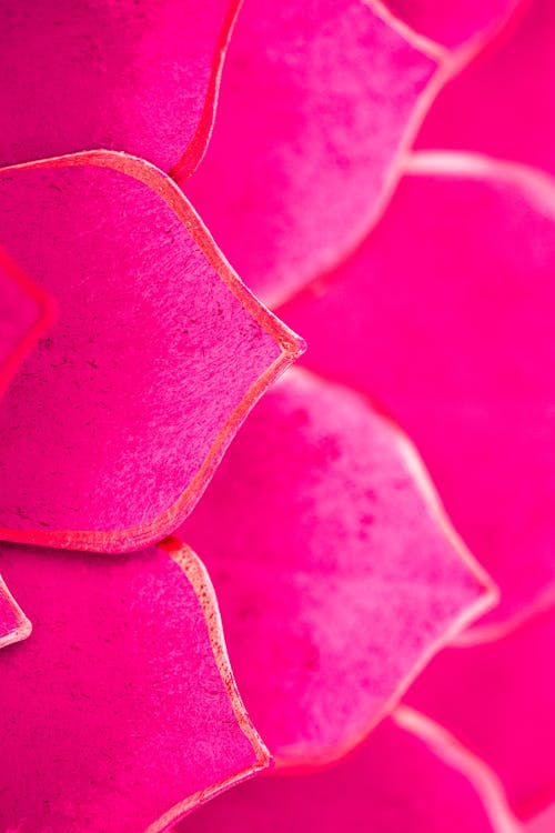 Close-up of Pink Petals