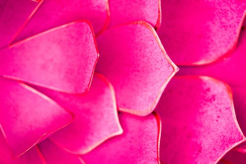 Close-up of Pink Flower Petals