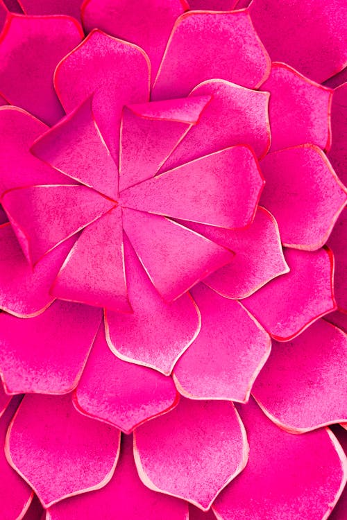 Pink Flower Petals