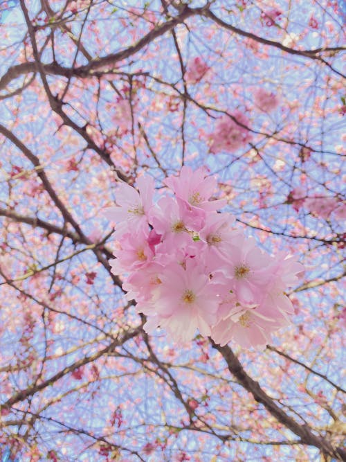 Close up of Cherry Blossoms