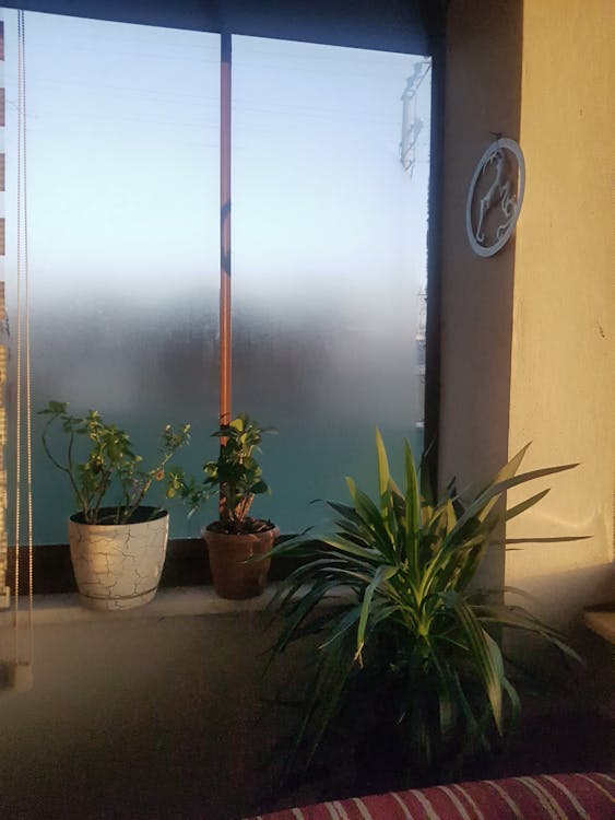 Houseplants Standing by the Window