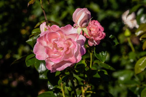 Close-up of Pink Roses Growing in a Garden 