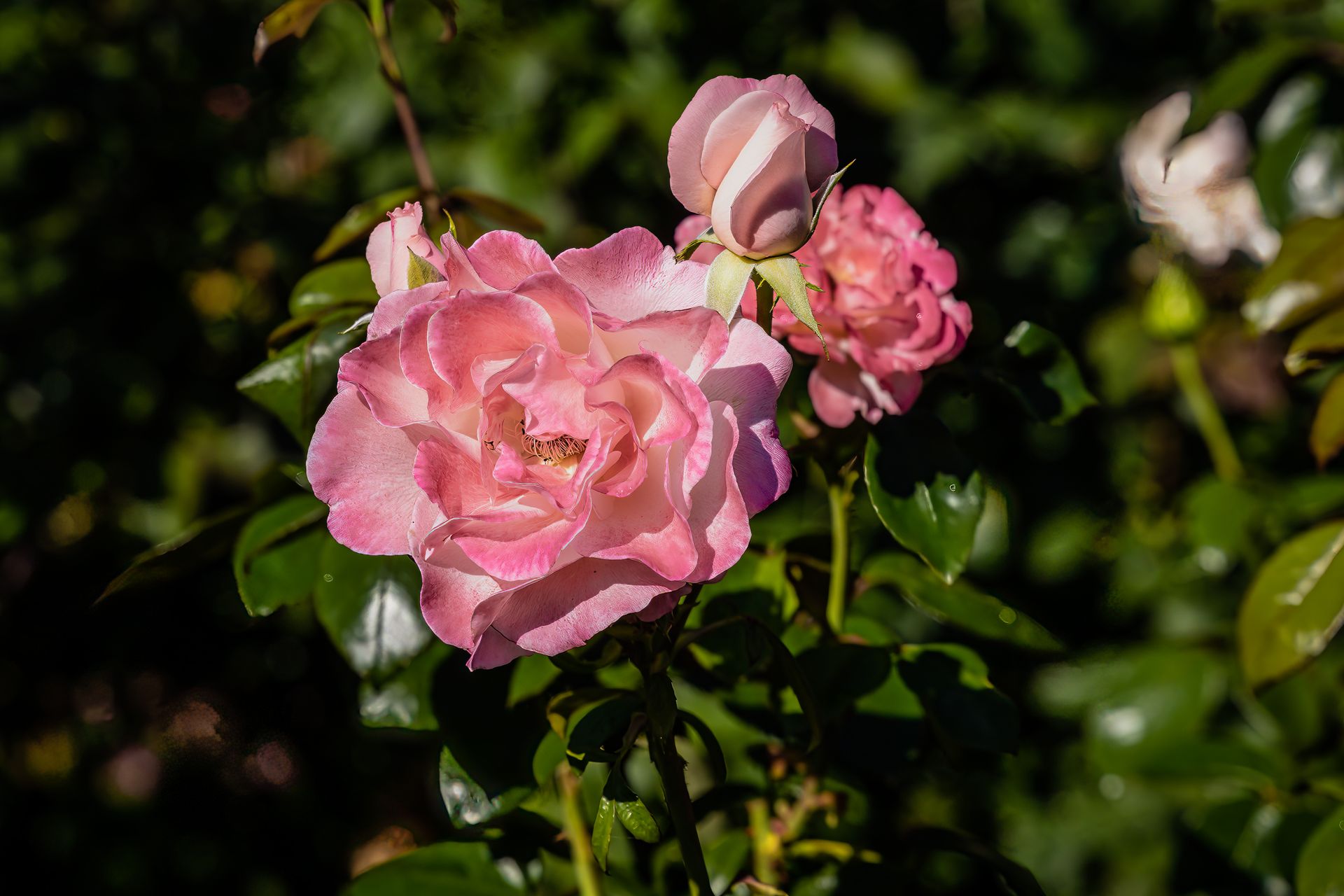 Close-up of blooming pink roses in a garden with sunlight highlighting their delicate petals.