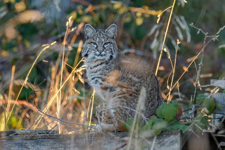 Bobcat Sitting On Wood