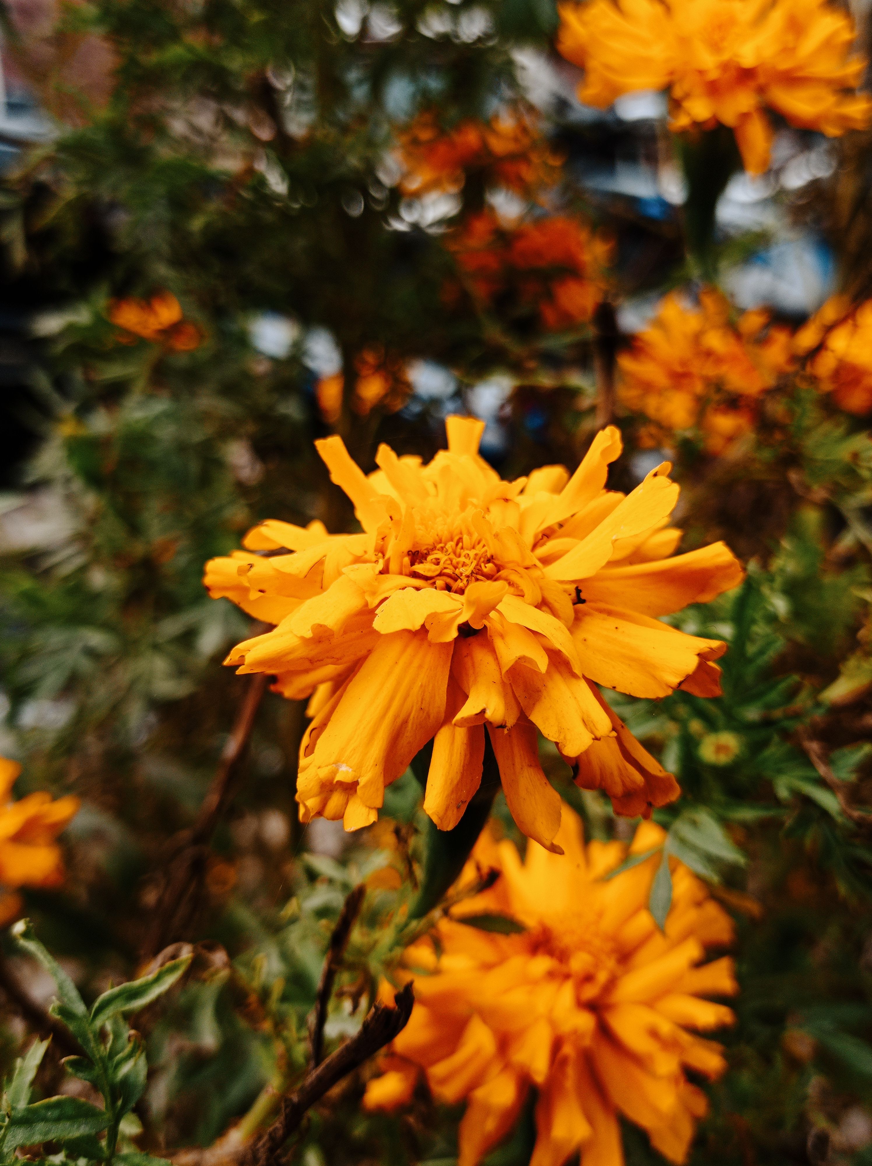 Close up of Yellow Flowers · Free Stock Photo