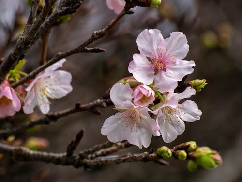 Imagine de stoc gratuită din a închide, floare de cireș, floră