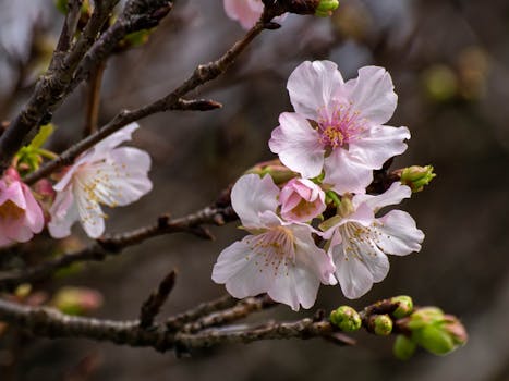 Detailed close-up of delicate cherry blossoms with pink petals, capturing the essence of spring.