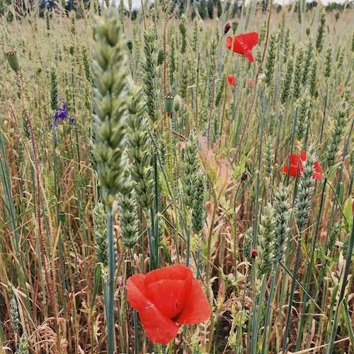 Free stock photo of flowers, nature, wheat grass