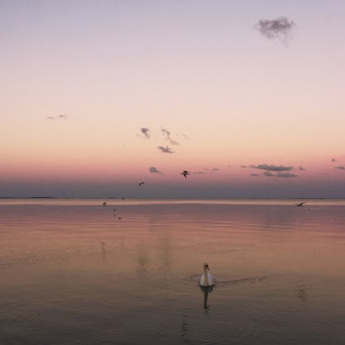 Darmowe zdjęcie z galerii z fioletowy, lato, morze