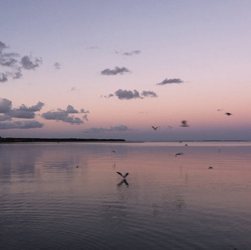 Birds Flying over the Sea