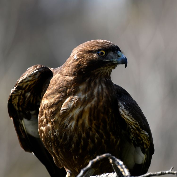 Hawk Action Shot Close-Up Shot of a Red-Tailed Hawk · Free Stock Photo