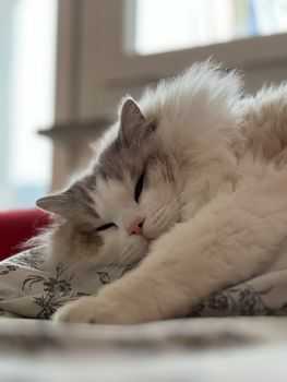 Close-up of a serene Ragdoll cat peacefully sleeping on a patterned pillow indoors.