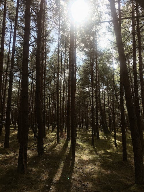 Foto d'estoc gratuïta de arbres, bosc, estiu