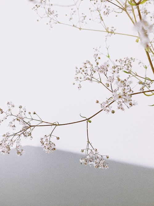 White Cherry Blossom in Close Up Photography