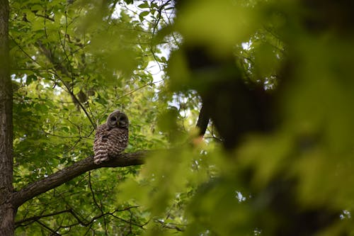 A Northern Barred Owl on a Tree 