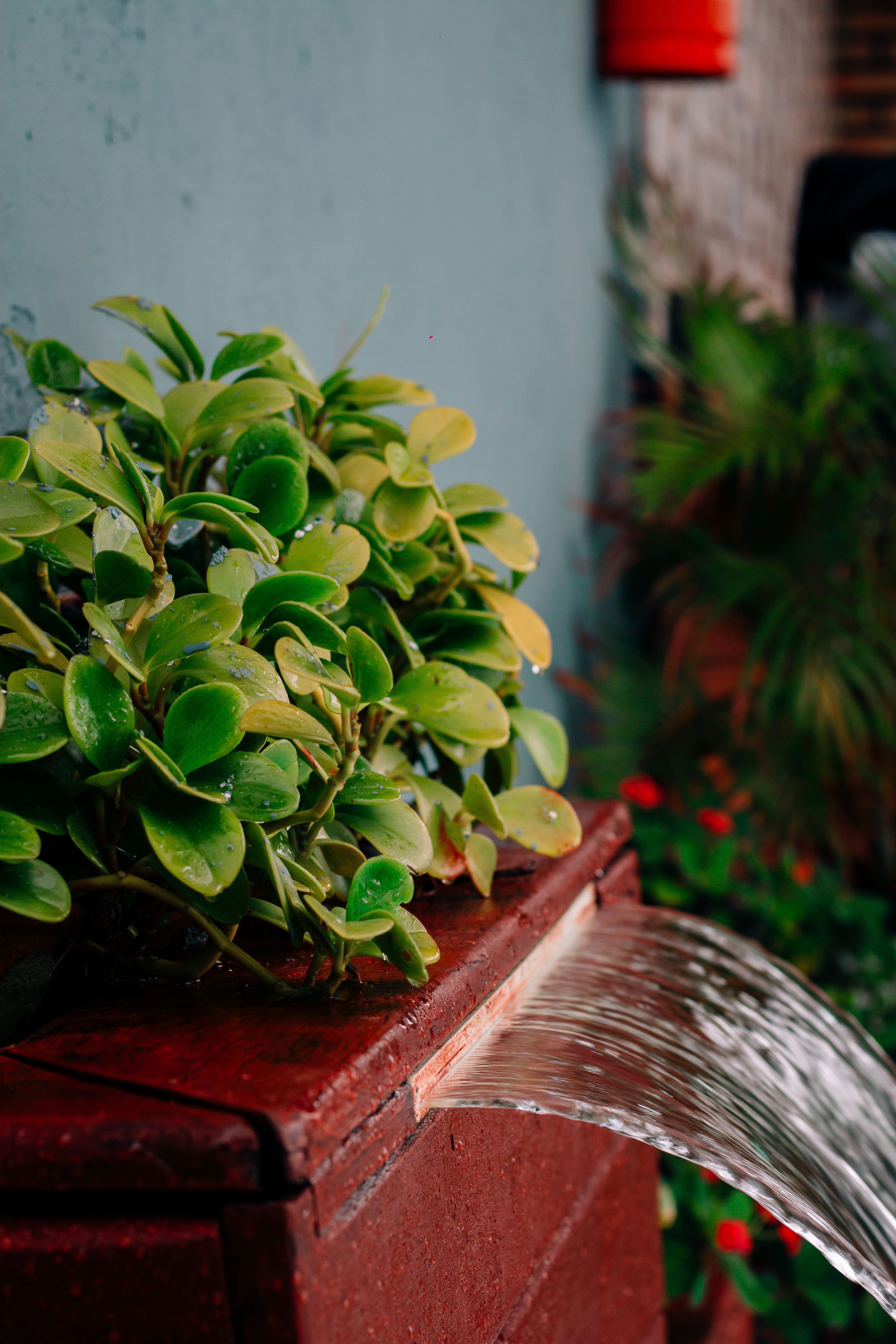 Planta verde ao lado de uma fonte com água corrente no jardim