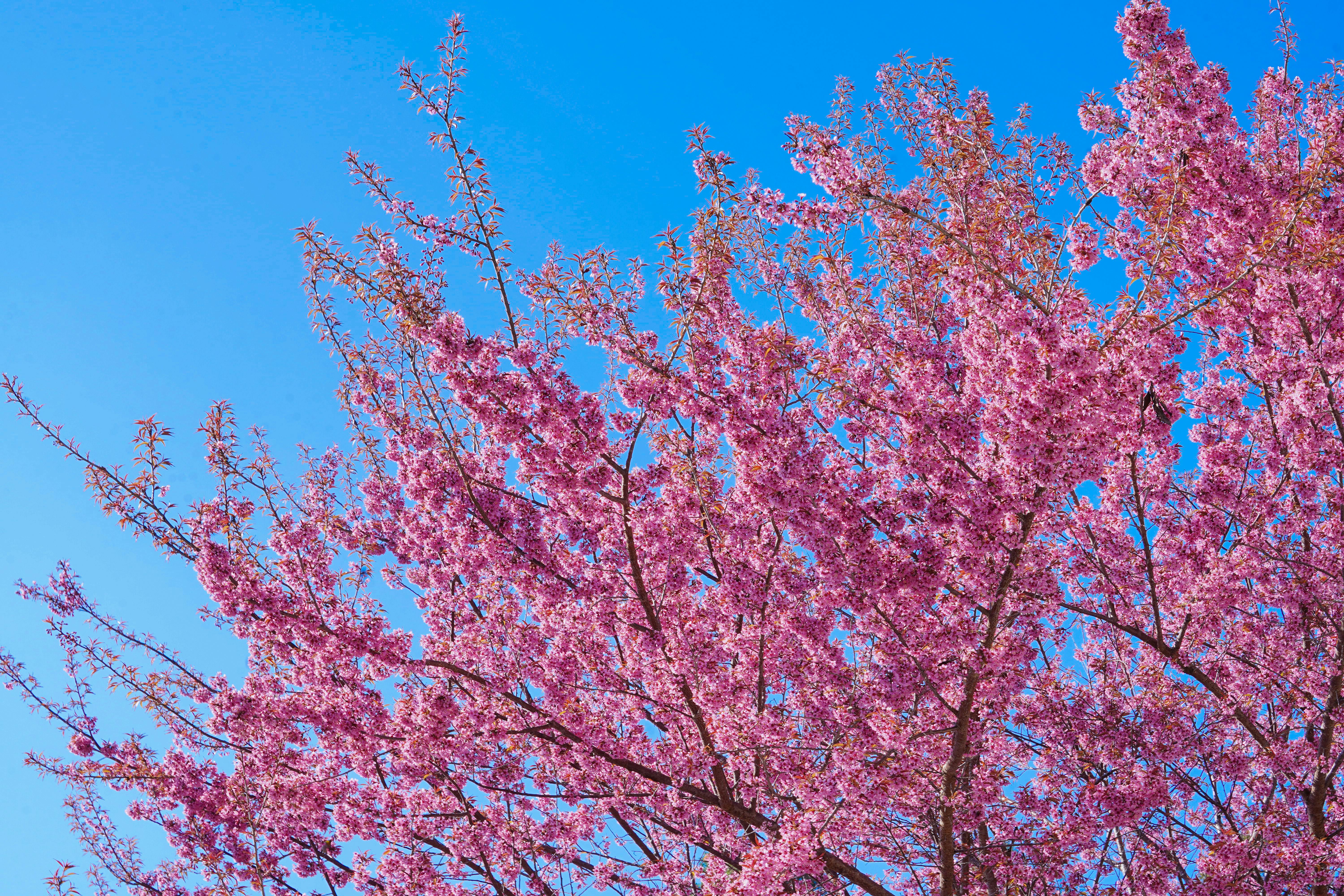Spring Flowers Maine Photos, Download The BEST Free Spring Flowers Maine Stock Photos & HD Images