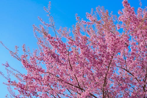 Ingyenes stockfotó cseresznyevirág, fa, kék ég témában
