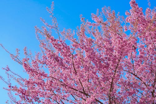 Gratis lagerfoto af blå himmel, blomster, blomstrende