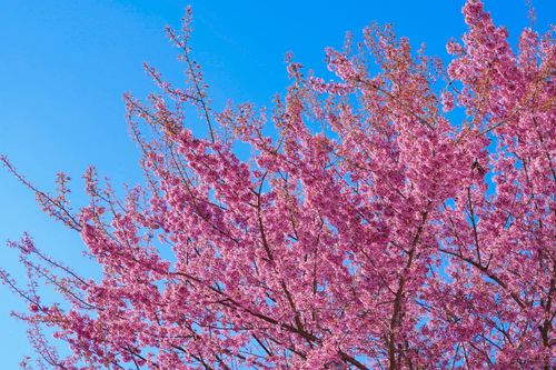 Free Cherry blossoms in full bloom showcasing vibrant pink flowers against a bright blue sky in springtime. Stock Photo
