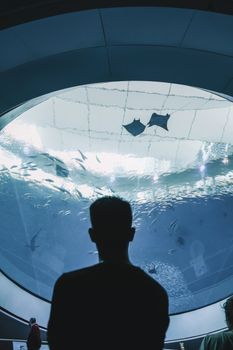 A man silhouetted against a large aquarium tank in Miami, viewing various fish and marine life.