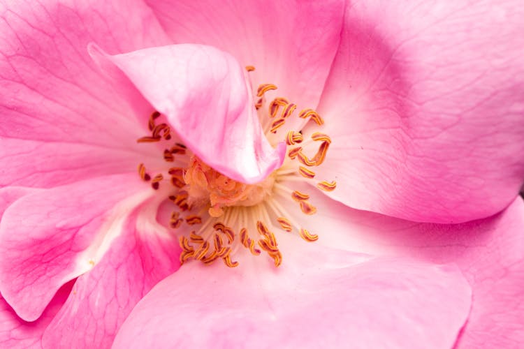 Close-Up Shot Of A Rose 