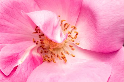 Free Macro shot of a pink rose displaying detailed petals and stamen. Stock Photo