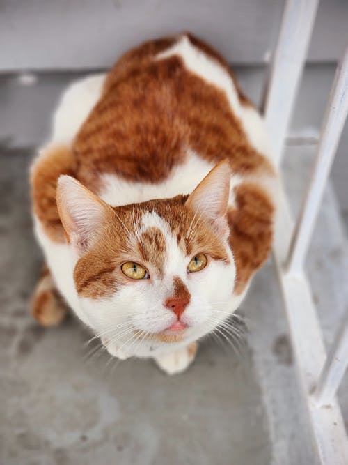 Free Brown and White Cat in Close Up Shot Stock Photo