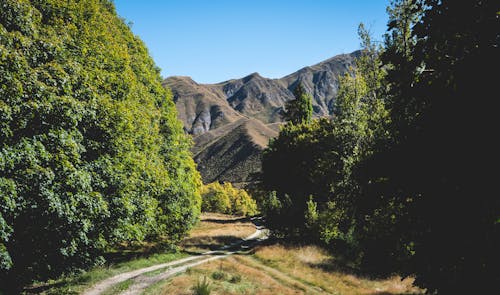 Imagine de stoc gratuită din arbori, codru, lanț montan