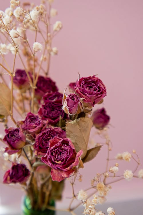 Foto stok gratis berwarna merah muda, bunga, bunga kering