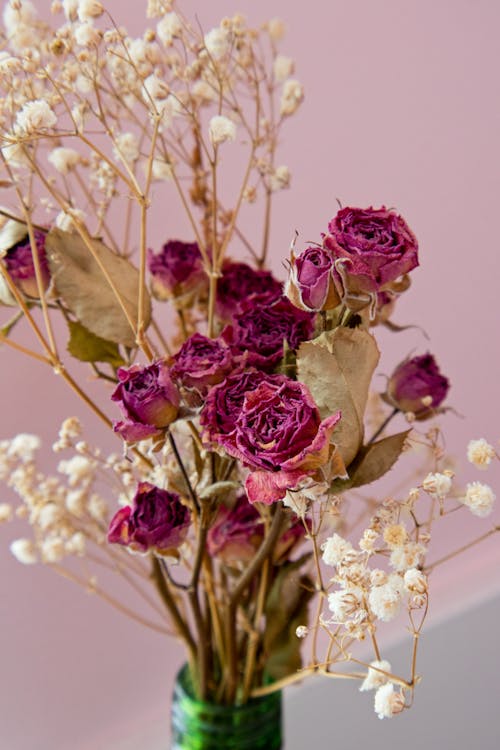 Free stock photo of angels breath flowers, babys breath, dried flower