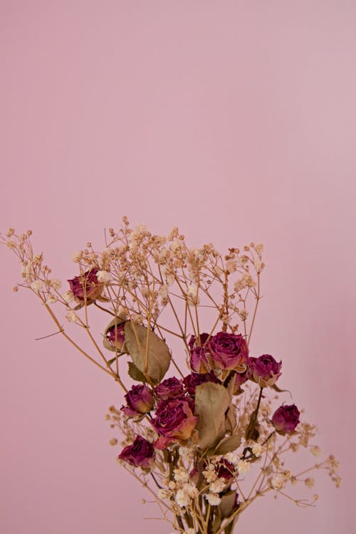 A Bouquet of Dried Flowers Standing against a Pink Wall 