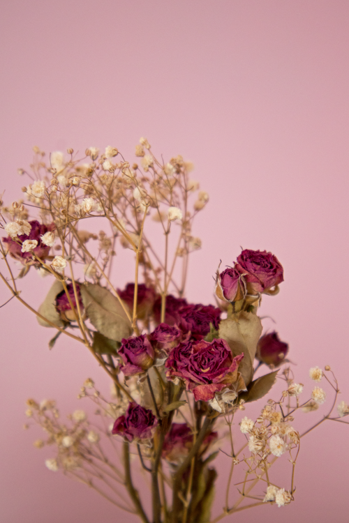 Free A delicate arrangement of dried roses and baby's breath against a pink background, showcasing timeless beauty. Stock Photo