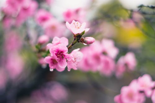 Foto stok gratis alam, berkembang, berwarna merah muda