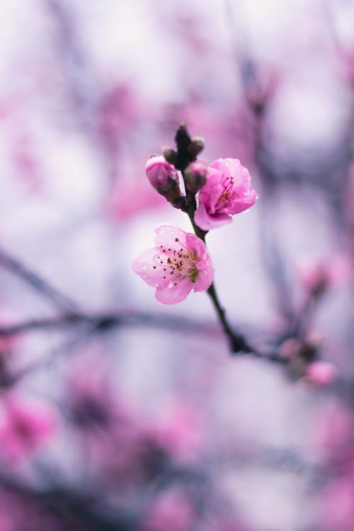 Foto stok gratis berkembang, bunga sakura, bunga-bunga merah muda