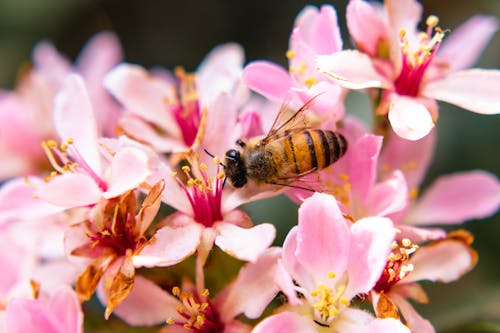 Foto stok gratis berkembang, bunga sakura, bunga-bunga