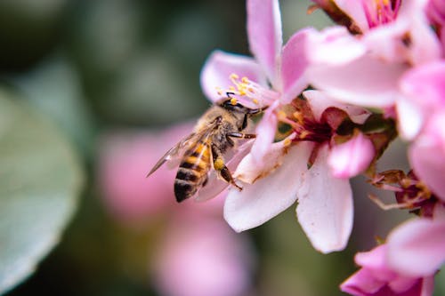 Foto stok gratis berkembang, bunga merah jambu, fotografi serangga