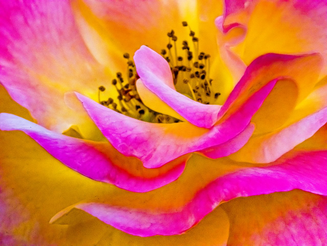 detailed close up of a vibrant pink and yellow rose showcasing its del