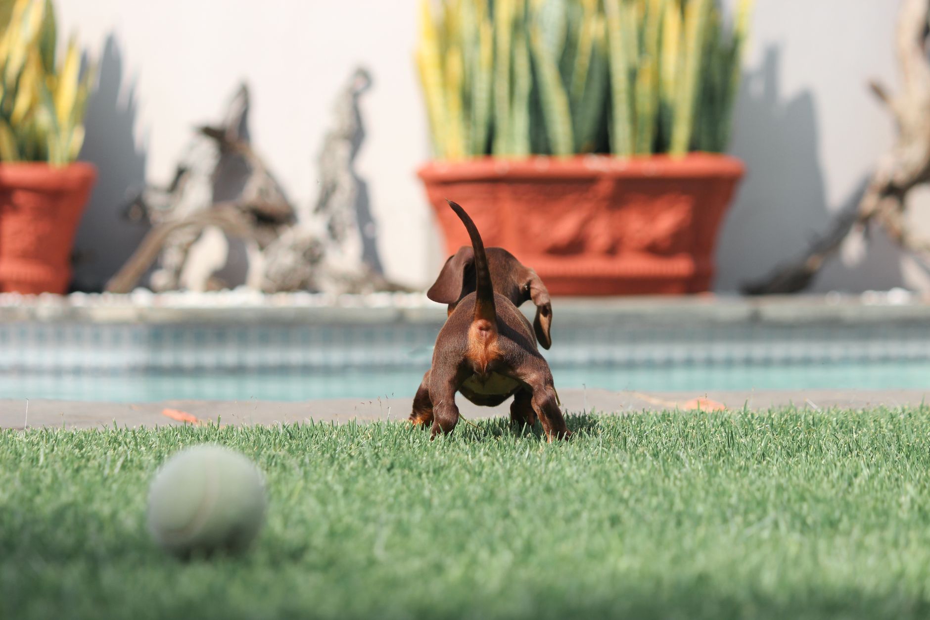 How Does Pregnancy Threaten A Mini Dachshund’s Back?