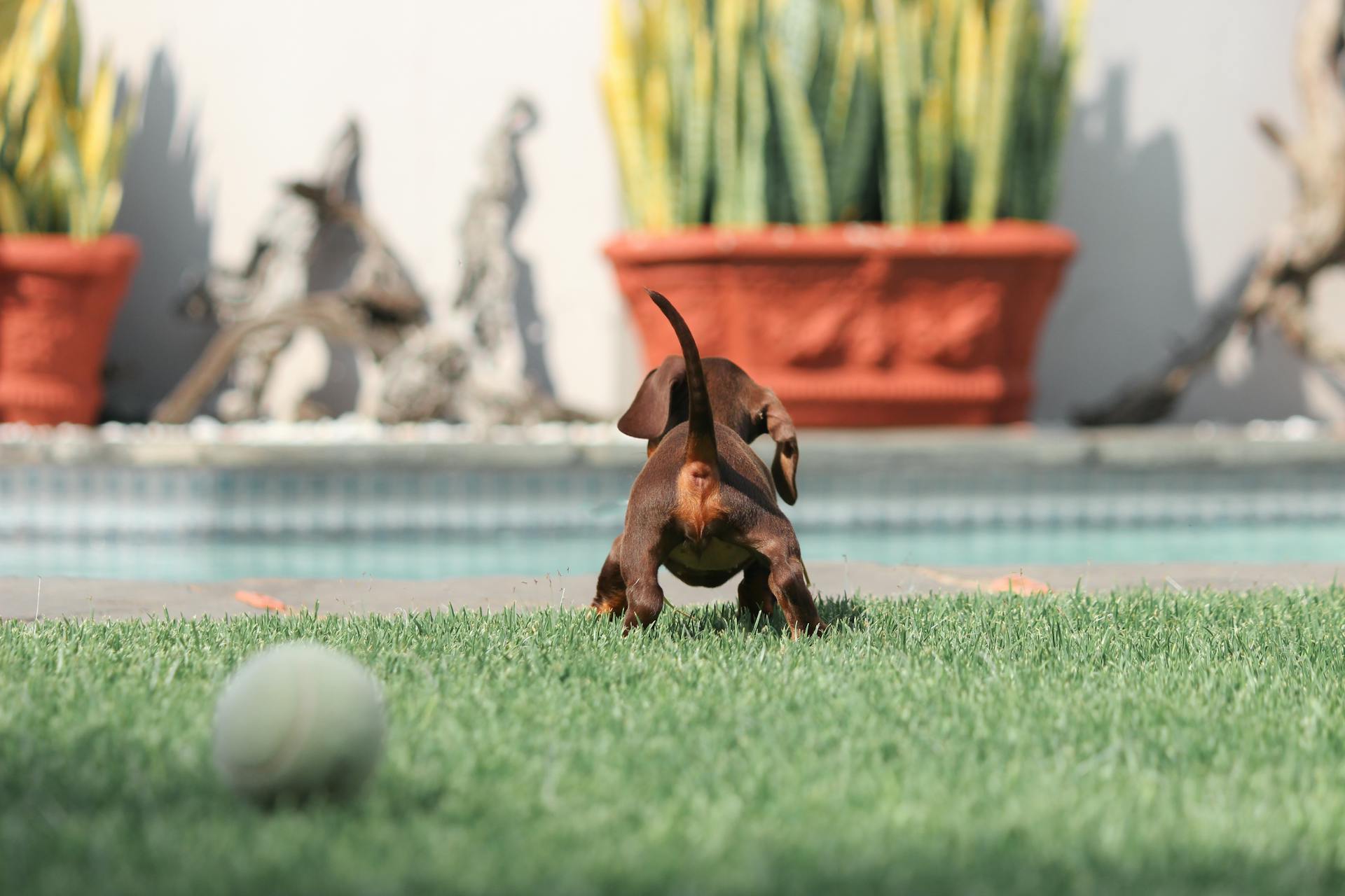 Puppy Dachshund Looking at Swimming Pool